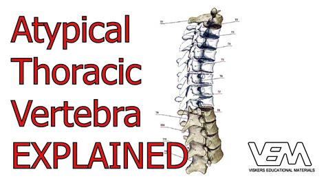 atypical thoracic vertebrae youtube