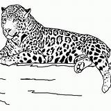 Coloring Pages Animal Realistic Printable Animals Jaguar Outline Print Grassland Teens Kids Clipart Sheets Drawing Color Safari Wildlife Teenagers Library sketch template