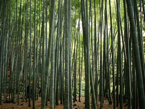 phyllostachys edulis guadua bamboo