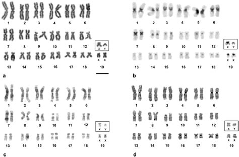 Female Karyotype Of Ophisurus Serpens After A Wright S Staining B