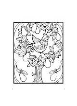 Partridge Coloring Pages Pear Tree Christmas Printable sketch template