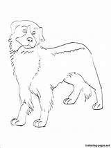 Bernese Mountain Dog Coloring Pages Getcolorings Colorings sketch template