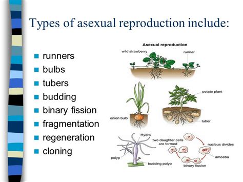 types of asexual reproduction binary fission budding