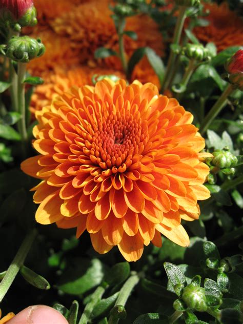 huntersgardencentrecom chrysanthemum orange