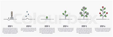 growing stages  plant stock vector colourbox