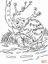 Castor Colorir Beaver Beavers Oregon Endangered Imprimir Colorironline Pilih Collegesportsmatchups sketch template