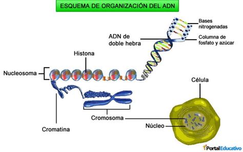 Genes Y Cromosomas ¿cómo Determinan Nuestra Vida Y Salud Cuestión
