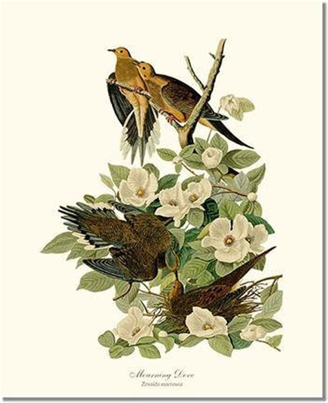 audubon bird prints set   framed vintage bird illustrations etsy