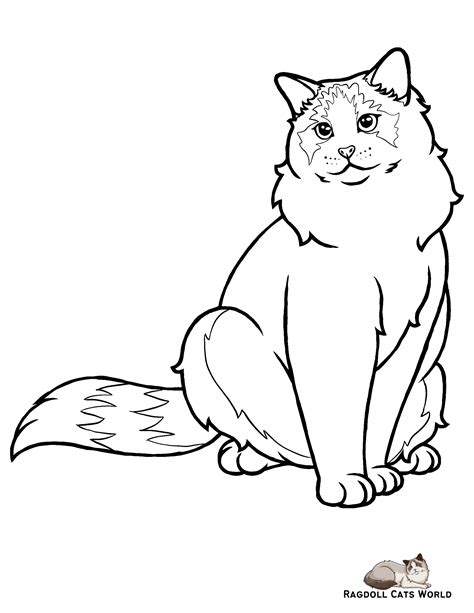 dibujo de gato ragdoll  colorear dibujos  colorear imprimir