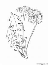 Dandelion Coloring Drawing Pages Color Flower Outline 1coloring Flowers Choose Board 44kb 750px Embroidery sketch template