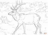Elk Coloring Deer Pages Drawing Printable Tule Mule Head Colorings Popular Getdrawings Coloringhome Comments sketch template