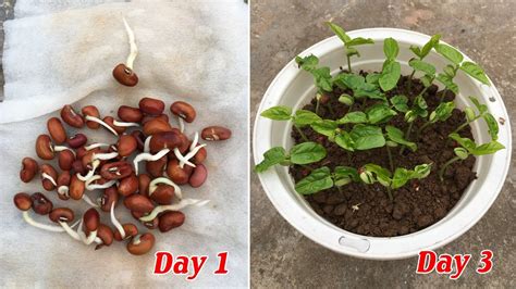 tips  grow red beans successful   days youtube