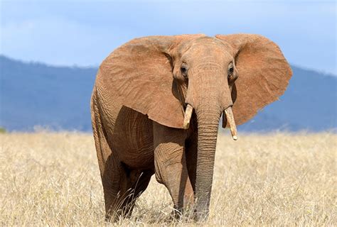 cuanto vive  elefante conoce  este longevo animal nubika