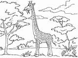 Giraffe Eating Pages Printable Coloring Categories sketch template