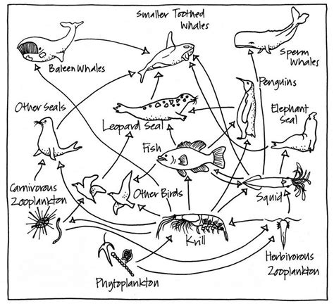 food web coloring pages food chain coloring worksheets teaching