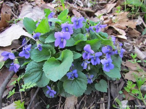 purdue turf tips weed   month     wild violets