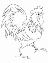 Coloring Rooster Pages Getcolorings sketch template