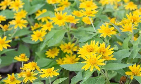 10 Edible And Medicinal Weeds That Deserve Attention Azure Standard