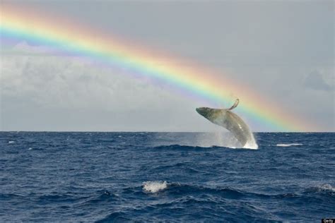 17 photos of hawaii rainbows to brighten your day huffpost