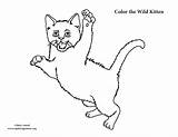 Wild Coloring Kitten Leaping Exploringnature sketch template