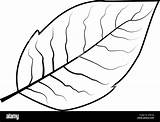 Tobacco Leaf Vector Illustration Alamy sketch template