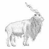 Markhor Vecteurs Sauvegarder sketch template