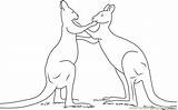 Fighting Kangaroo Coloring Play Pages Coloringpages101 Kangaroos sketch template