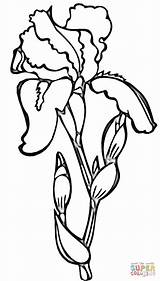 Iris Coloring Flower Printable Pages Drawing Irises Drawings Line Flowers írisz Outline Színez Color Print Draw Crafts Supercoloring Clipart Tropical sketch template
