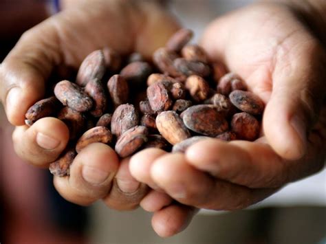 euro je tonne kakaopreis erklimmt rekordhoch  tvde