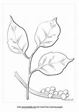 Ivy Poison Kidadl sketch template