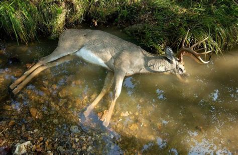 How Much Do Deer Diseases Cost Us Realtree Camo