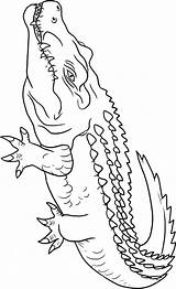 Crocodile Coloring Pages Color Animals Crocodiles Animal Print Drawing Alligators Outline Kids Sheets Town Back Getdrawings Animalstown sketch template
