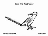 Roadrunner Coloring Greater Sponsors Wonderful Support Please sketch template