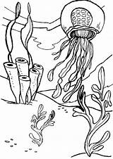 Seaweed Coloring Pages sketch template