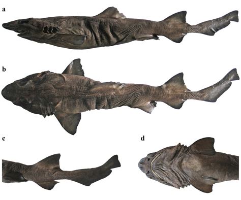 planonasus indicus shark references