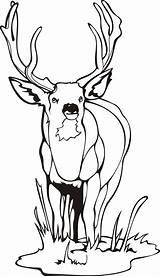 Coloring Mule Deer Pages Getcolorings Color Quick Print Printable sketch template