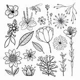Flower Drawn Hand Collection Vector sketch template