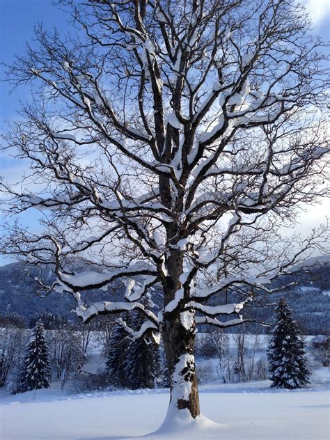free images landscape tree branch snow cold winter flower