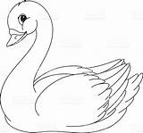 Angsa Kartun Mewarnai Cigno Colorare Swan Coloring Cisne Putih Hitam Lucu Zwaan Paud Cisnes Alas Vector Depositphotos 123rf Rasane Kolorowanki sketch template
