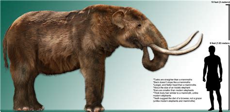 shows  relative size   human male compared   mastodon
