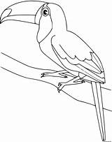 Toucan Oiseau Coloriage Kleurplaat Kolorowanki Kleurplaten Oiseaux Vogels Tucan Tucano Dessin Colorir Tukan Coloriages Dzieci Ptaki Tukany Imprimer Toco Tekenen sketch template