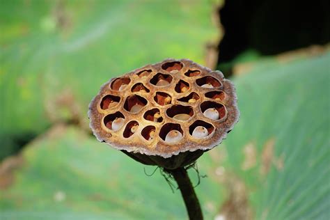 Lotus Seed Pod Photograph By Leon Mun