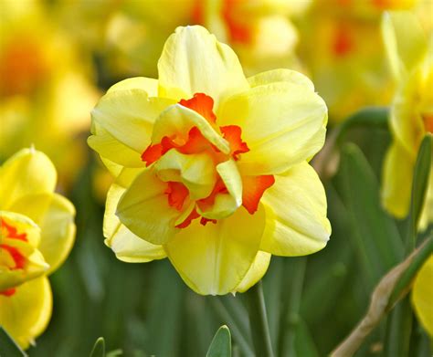 top  daffodils    love  longfield gardens