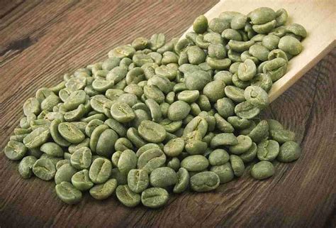 green coffee svetol  cga  fat burning weight loss