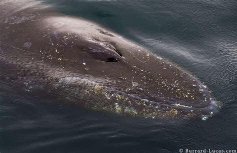humpback burrard lucas photography