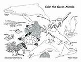 Coloring Animals Ocean Habitat Pages Animal Sheets Visit Fresh Printable Kids sketch template