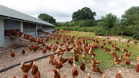 management tips   prevent severe feather pecking farmers weekly