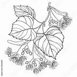 Linden Tilia Outline Flower Leaf Vector Contour Bract Basswood Bunch Branch Ornate Isolated Fruit Coloring Summer Background Book Style Comp sketch template
