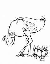 Ostrich Coloring Pages Kids Color Printable Coloringcafe Print Template sketch template