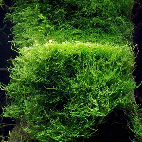 taxiphyllum barbieri java moss aquasabi aquascaping shop